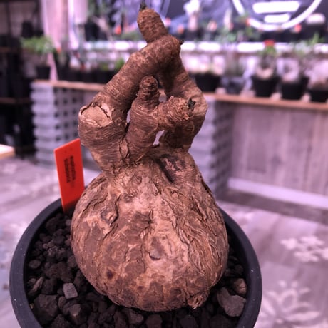 euphorbia   subapoda《M size 》特化した極美！球体スバポダ‼︎※mad black pot植え