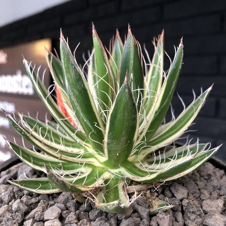 agave filifera ssp.schidigera班入り《大きめM size》※現地球発根後店主国内管理2年株※ボリューム感&美しさ&締まり良き一株※mad black bowl pot植え