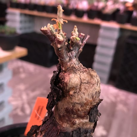 mestoklema   tuberosum《M  size》※今後輸入厳しい希少南アフリカ物‼︎正面&左半面のほとんどが朽ちくしたヤバい奴‼︎生育上支障ありません🙏※mad black pot植え