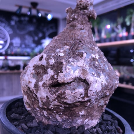 adenia   plastic《大きめM size》※大変肌質と表皮が木質化したvintage株‼︎ ※mad black pot植え　※希少
