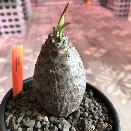 euphorbia   pachypodioides《S size  360度 たまご型》可愛くて堪らない子