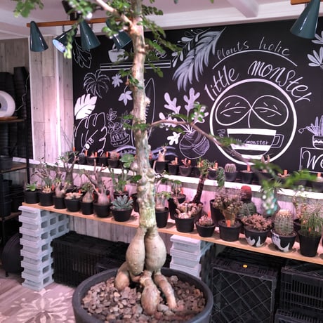 opercullicarya   decaryi  littmon  seed🌱《7年株》※長きに渡り育て管理、幹のボコボコ強きパワータンクもゴツいオススメ株※mad  black  pot植え
