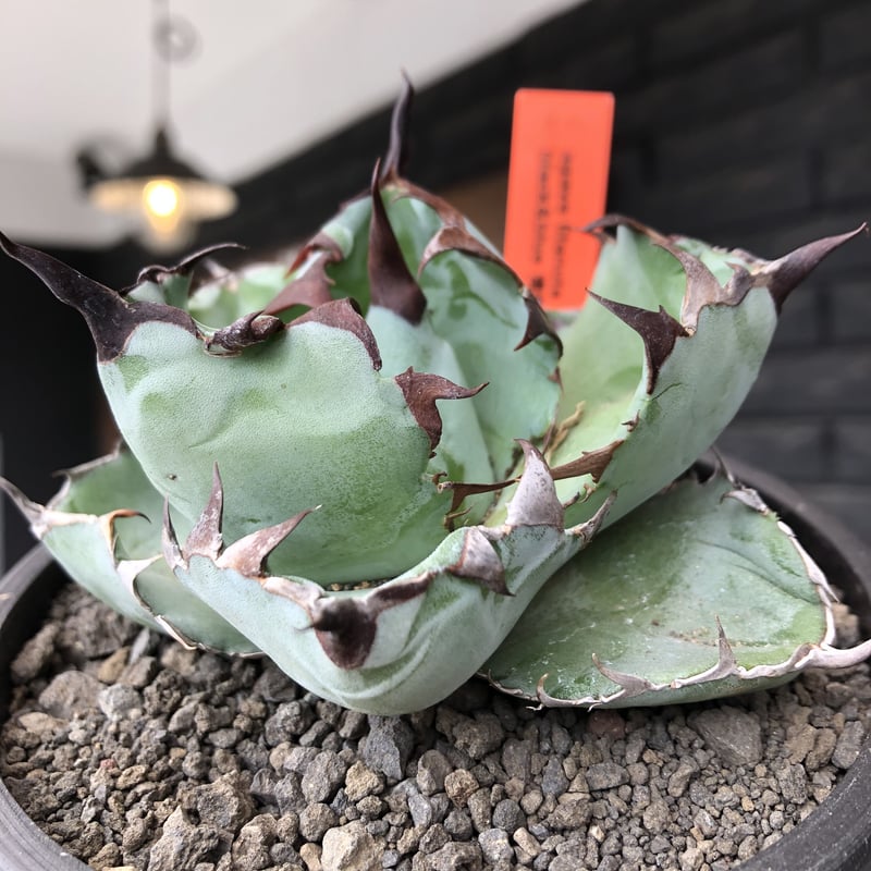 発根済Agave Titanota black and blue