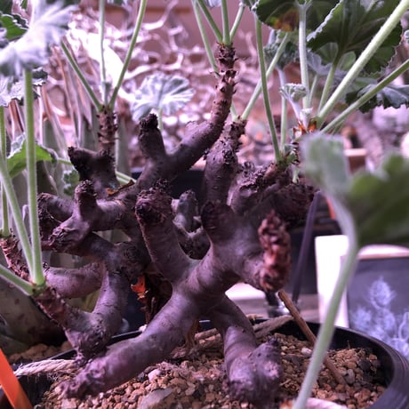 pelargonium  mirabile