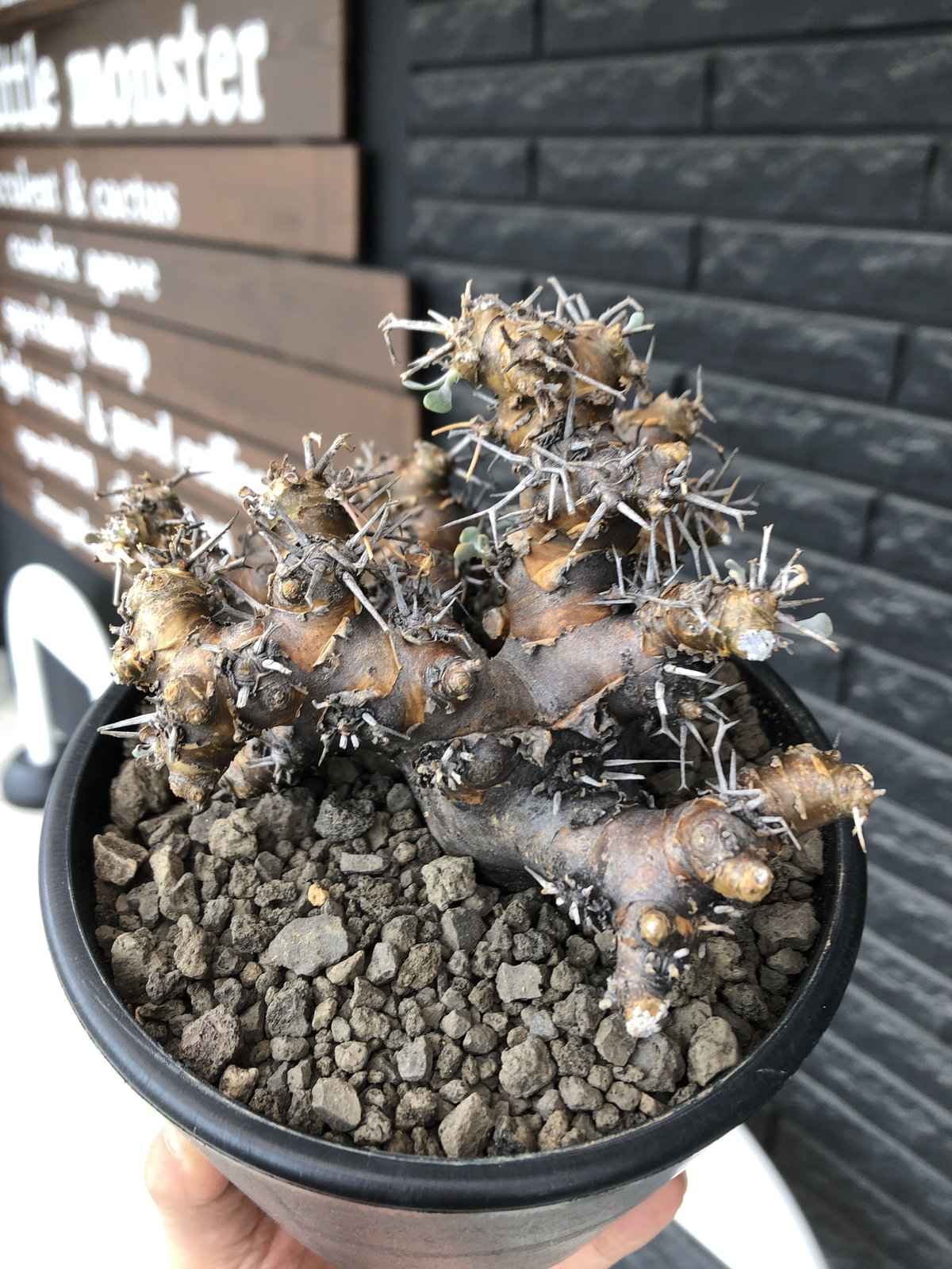 othonna euphorbioides《L size》※現地球発根後店主国内管理4年株※