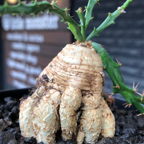 euphorbia micracantha《M size》※現地球株発根済※細く無数に生える長めの棘を持つどっしり構えの男前な一株※black bowl pot植え