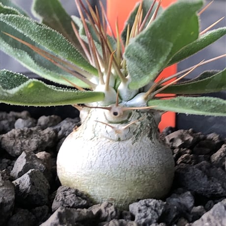 pachypodium  namaquanum 光堂《S size》littmon seed🌱※希少‼︎威勢よく葉も展開中‼︎しっかり育てたかわいい奴※mad black pot植え