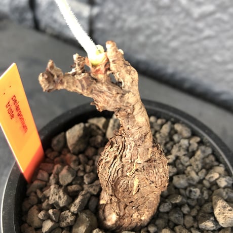 pelargonium  triste《M size》※冬型の人気者‼︎トリステ‼︎元気に葉を展開中‼︎※mad black pot植え