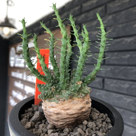 euphorbia gorgonis《大きめM size》※現地球発根後店主国内管理2年株※人気🐙タコもの‼︎美多肉質葉&木質wild塊根の二面性が魅力※mad  black pot植え