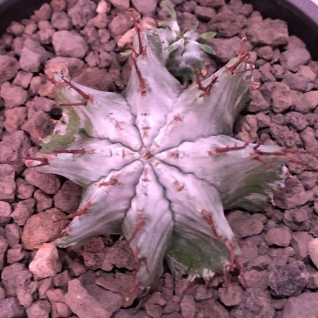 euphorbia horrida《小さめM size》※現地球発根済株※weight低きぼってり手乗りサイズの子吹き株‼︎アルバcolorなホリダ※mad black bowl pot植え