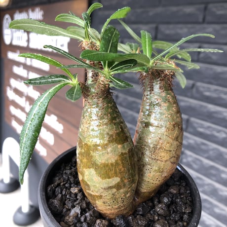 pachypodium gracilius《大きめS size》希少一部green肌&W-he'd株※現地球発根後店主国内管理2年株※霜降り迷彩柄の良樹形株※mad black bowl pot植え
