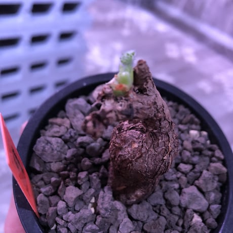 pelargonium  triste《M size》※古木感ある幹からかわいい葉を展開する冬型の人気者‼︎※mad black pot植え