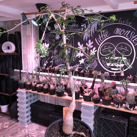 opercullicarya   decaryi  littmon  seed🌱 《6年株》※成長早く例年変化を感じ育てられる上、幹幅もパワータンクも巨大な選抜株※mad  black  pot植え