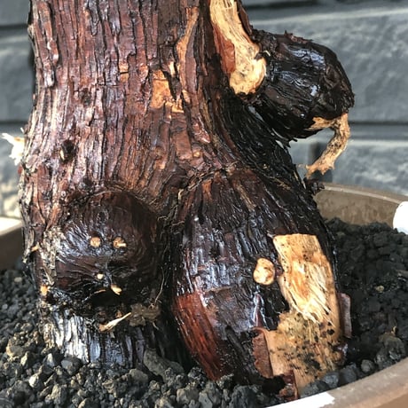 mestoklema tuberosum《大きめLLsize》極太大株※現地球発根後店主国内管理8年株※反り立つ壁的な圧倒的威圧感を持つ一株※mad brown marble bowl pot植え