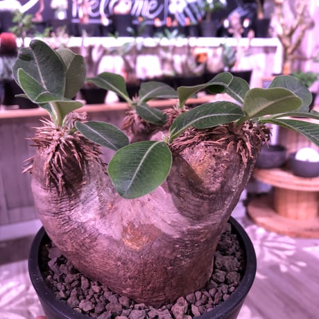 packypodium   roslatum var. eburneum（M size）※現地球発根済株※店主国内管理5年株※大変綺麗に纏まった美株エブレ※mad black pot植え