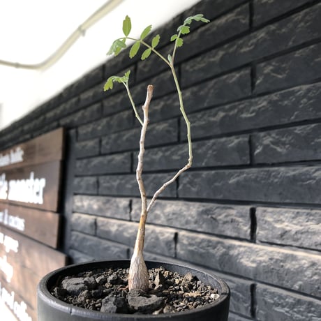 pachycormus discolor 象の木 littmon  seed🌱 《5年株》※成長極遅いなか美しく立派に育ってくれた繊細な一株※mad black bowl pot植え