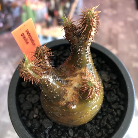pachypodium gracilius《S size》激希少‼︎極green肌 &赤棘※現地球発根済株※店主国内管理2年株※極weight低き短枝ぼってり樹形※mad black pot植え