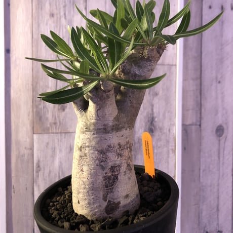 発根済株】パキポディウムイノピナツム大きめサイズ