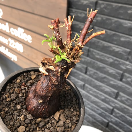 mestoklema tuberosum《M size》※現地球発根後店主国内管理4年株※compact且つ絶妙な纏まり良き良樹形‼︎冬季も動く唯一無二な希少灌木※mad black pot植え