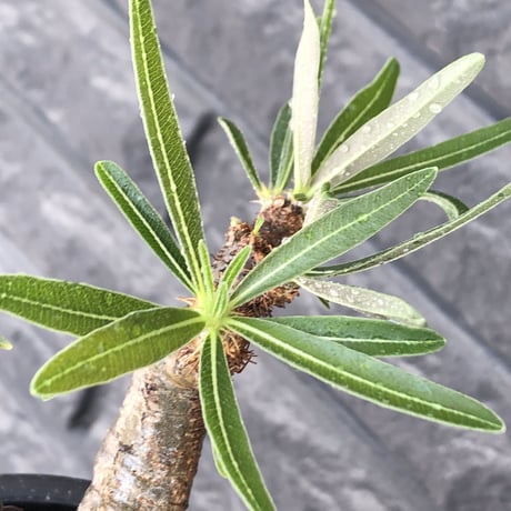 pachypodium gracilius《小さめL size》希少black肌+現地焼け※現地球発根後店主国内管理2年株※wildなcontrast株‼︎※mad black bowl pot植え