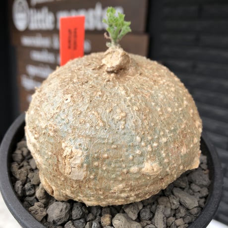 kedrostis africana《L size》※現地球発根後店主国内管理2年株※極美肌球体樹形にギザギザ葉が魅力な美しいの極み的アフリカーナ‼︎※mad black pot植え