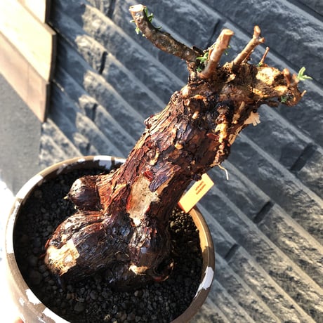 mestoklema tuberosum《大きめLLsize》極太大株※現地球発根後店主国内管理8年株※反り立つ壁的な圧倒的威圧感を持つ一株※mad brown marble bowl pot植え