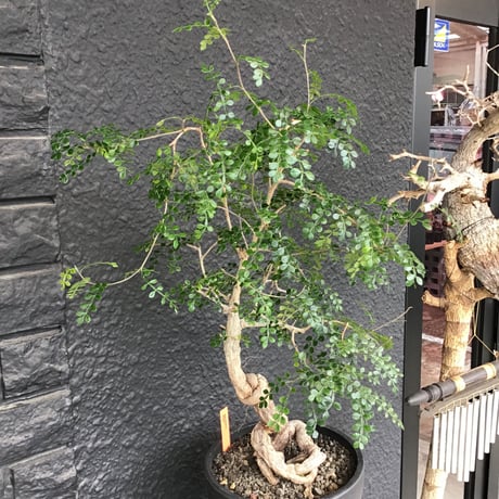 opercullicarya   decaryi  ※根上り仕立て 《店主国内管理12年目株》※年月を掛けデカリー らしく垂れ枝を上品に作り込んだ一株 ※mad black bowl pot植え