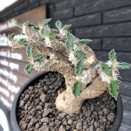 euphorbia tulearensis《 M size》※現地球発根後店主国内管理2年株※塊根に対し半端なく良枝振りな希少性No.1塊根ユーフォルビア‼︎※mad black pot植え