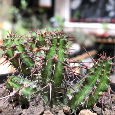 euphorbia golisana《M size》※現地球株発根済※木質化した極太主頭から伸びる良枝振りとコントラストが美しく厳つい棘々しさも堪らない‼︎※black bowl pot植え