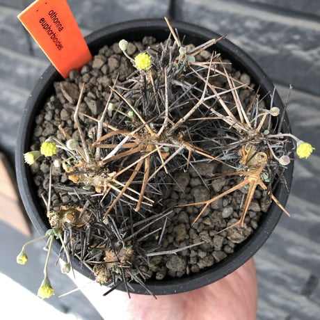othonna  euphorbioides《M size》black肌※現地球発根後店主国内管理3年株※低重心weight低く堪らない良樹形※mad black bowl pot植え
