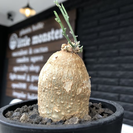 kedrostis africana《小さめM size》※現地球発根後店主国内管理2年株※美肌&ギザギザ葉が魅力でかわいいアフリカーナ‼︎※mad black pot植え