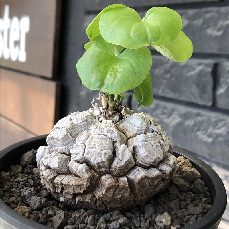 dioscorea elephantipes アフリカ亀甲竜《M size》※現地球発根後 dioscorea elephantipes アフリカ亀甲竜《M size》※現地球発根後
