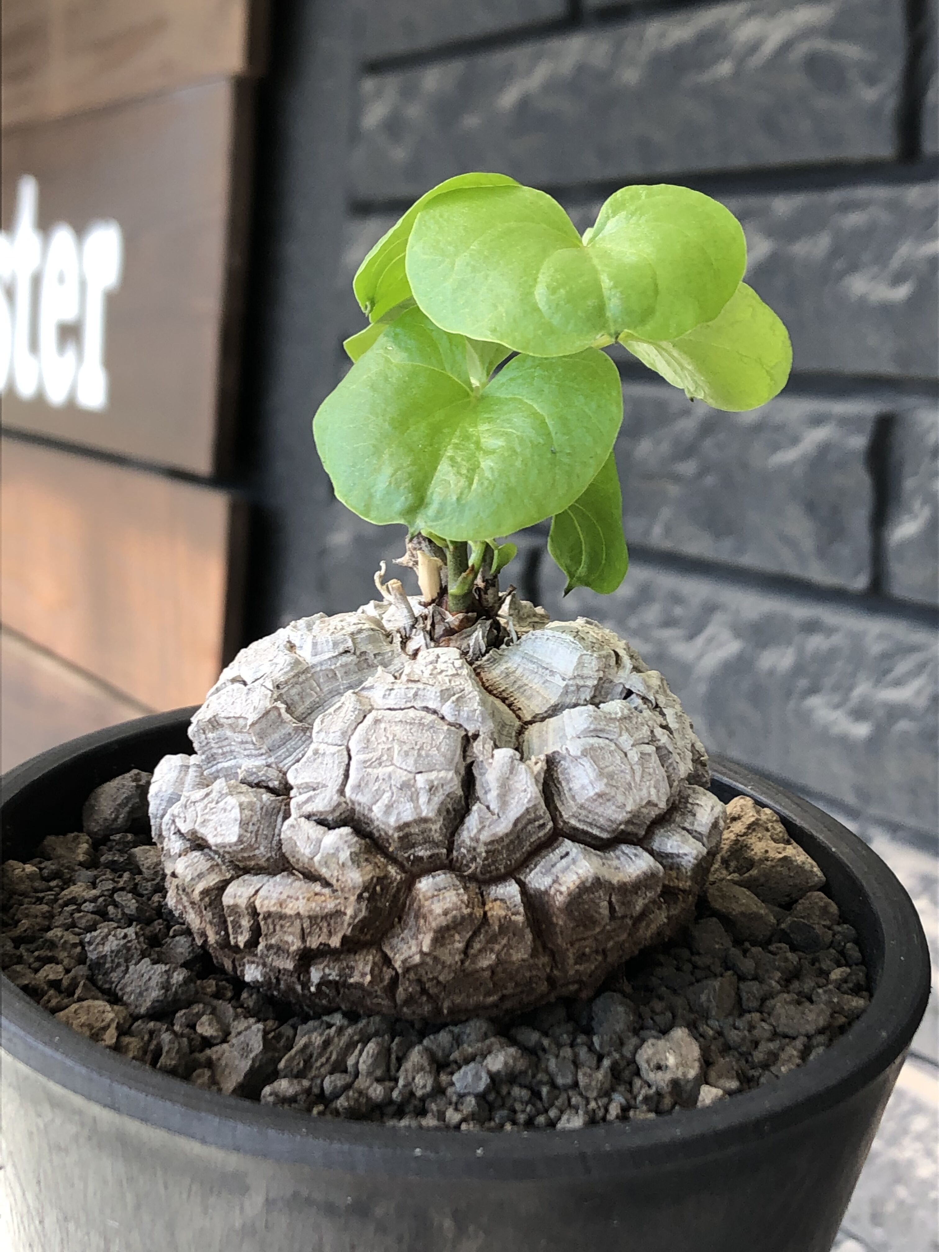 Dioscorea elephantipes アフリカ亀甲竜　実生 dioscorea elephantipes アフリカ亀甲竜《M size》※現地球発根後店主