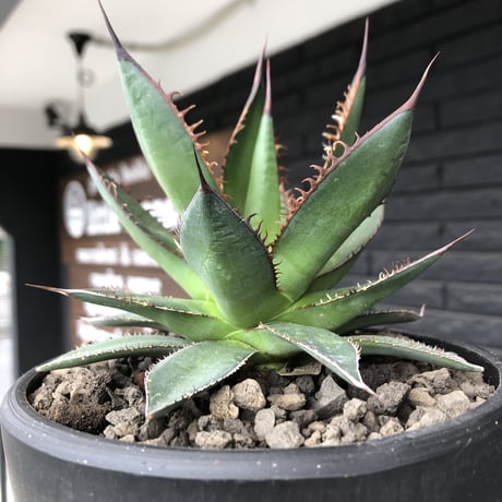 agave  horrida《大きめM size》※現地球発根後店主国内管理2年株※締まり良きbest sizeなホリダ※mad black bowl pot植え