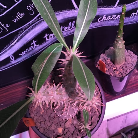 packypodium   densiflorum《L size》