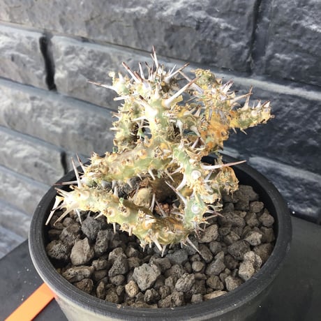 sarcocaulon crassicaule《M size》※現地球発根済株※発根後店主国内管理2年株※興奮するほど良枝振り‼︎強棘に縮れ葉＆白花のギャップ萌えな一株※mad black pot植え