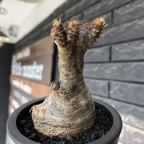 pachypodium gracilius《大きめS size》極‼︎現地焼け肌※現地球発根後店主国内管理3年株※激しすぎる荒々しい現地焼け肌がとびきり魅力※mad black pot植え