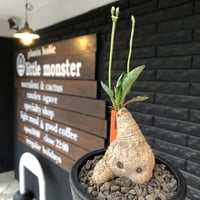 euphorbia  fishbone《 大きめM size》※現地球株発根済※激希少‼︎流通少なきフィッシュボーン※mad black pot植え