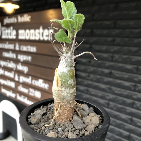 sesamothamnus rivae《小さめM size》※現地球株発根済※小振り現地球株は逆に珍しくその中でも株元太めの味深さも強く表皮のメクれが堪らない※mad black pot植え
