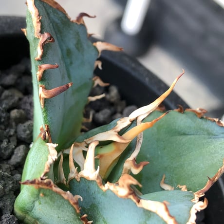 agave titanota  白鯨陽炎type《S size》※現地球株発根済 ②※唸り良き鋸歯に幅広肉厚タイプ※black pot植え