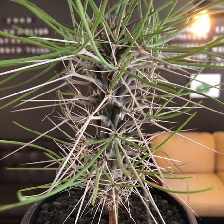didierea  madagascariensis《大きめM size》※希少種‼︎※現地球株発根済※シルバーの棘に覆われたワイルドさと凛と涼しげに垂れ下がる葉が魅力※black  pot植え