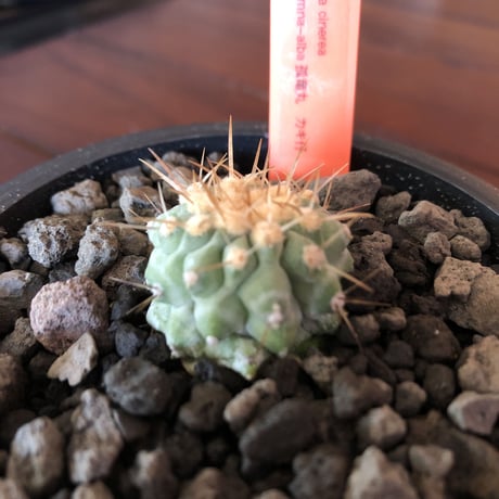 copiapoa  cinerea  var.columna-alba 孤竜丸《S size》※現地球株カキ仔自根株※カキ仔の為、良きDNAを引き継いだ孤竜丸‼︎※mad black pot植え