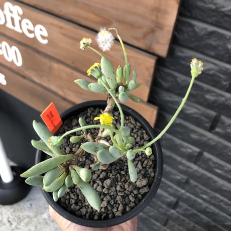othonna clavifolia《大きめM size》littmon seed🌱※ぷっくり多肉質の葉を展開する冬型の人気者‼︎リトモン実生株※mad black pot植え
