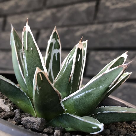 agave  笹の雪《大きめS size》※現地球発根後店主国内管理1年株※小振りでも締まり良き育て甲斐ある一株※mad black pot植え