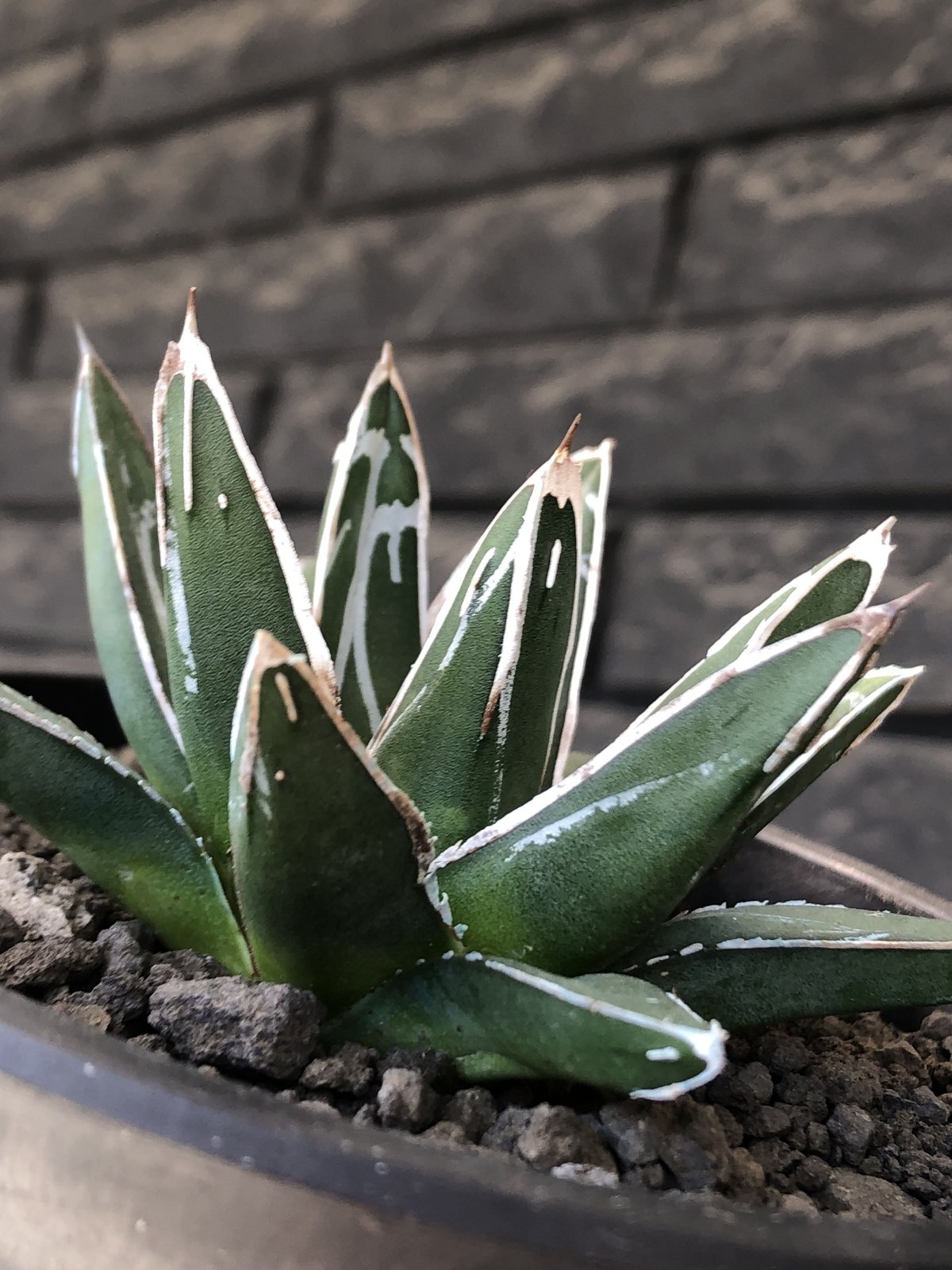 agave 笹の雪《大きめS size》※現地球発根後店主国内管理1年株 agave 笹の雪《大きめS size》※現地球発根後店主国内管理1年株