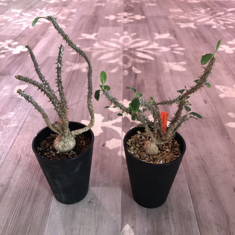 euphorbia    hofstaetteri《M size》希少‼︎