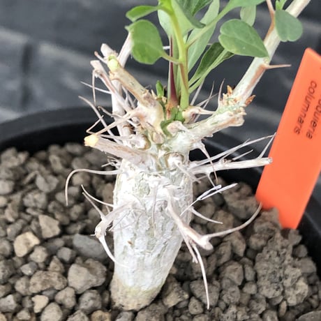 fouquieria columnaris 観峰玉《大きめS size》※現地球発根済株※美しい白肌に丈の締まった良樹形な冬の人気者※mad black pot植え