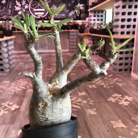 packypodium  gracilius《L  size》※現地球株  発根済み株‼︎  （限定1株）