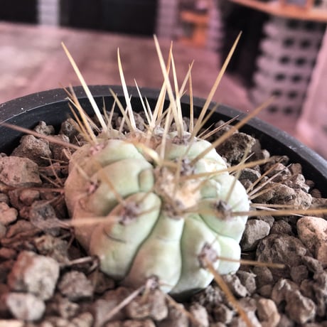 copiapoa   cinerea  長刺白棘黒王丸　✨W-he'd✨《小さめM size》激希少‼︎※現地球株カキ仔自根株‼︎※mad black bowl pot植え