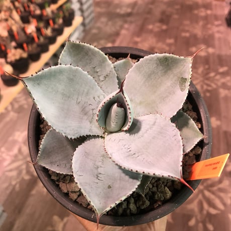 agave  pygmaea  dragon toes《M  size》※発根済株※店主国内管理2年株※良きcolor良きサイズ感‼︎極美オススメ株※mad black pot植え※限定2株